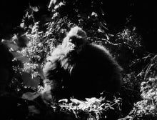Blu-ray: The Devil Bear